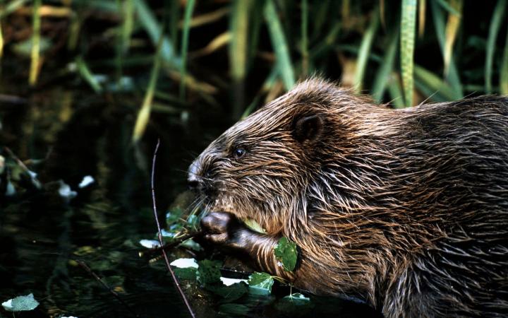 Castor (Castor fiber) en Allemagne