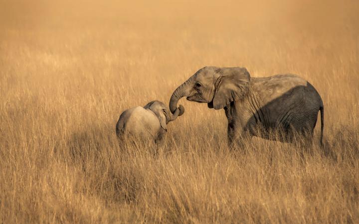 Une femelle éléphant de savane d'Afrique (Loxodonta africana) et son enfant au milieu  du parc national Amboseli au Kenya.