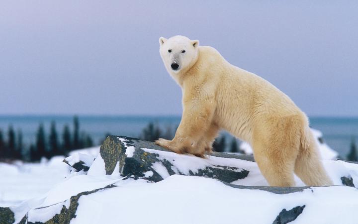 Un ours polaire sur un rocher (Ursus maritimus), tourne sa tête vers la caméra.