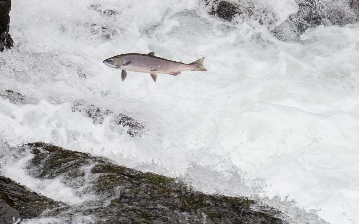 Un saumon royal (Oncorhynchus) est en train de sauter dans une rivière.