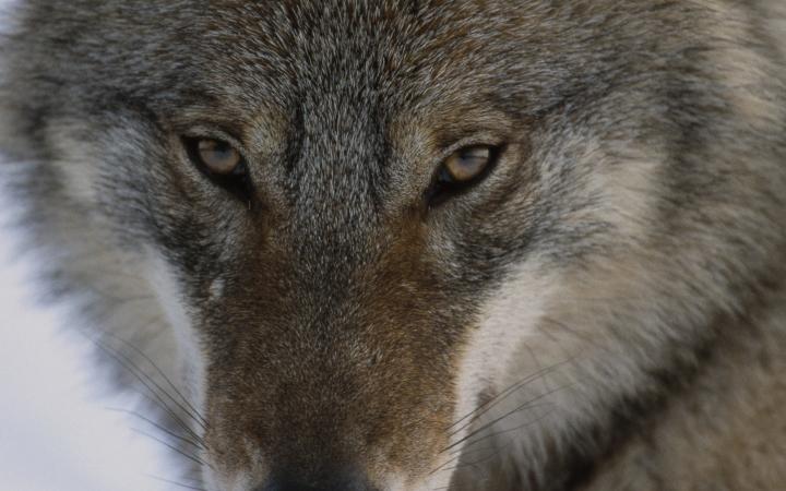 Focus sur le regard d'un loup