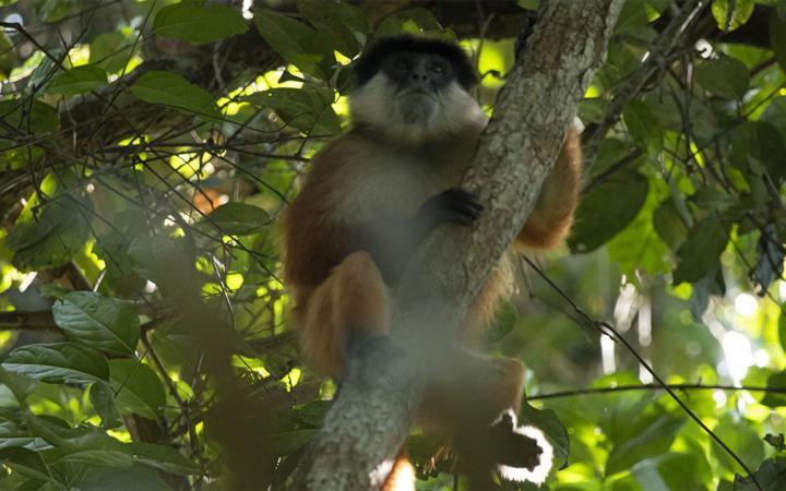 Un colobe rouge de Bouvier (Piliocolobus bouvieri) est caché dans des feuillages.