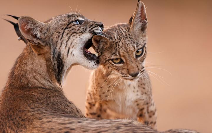 Une femelle lynx (Lynx pardinus) caline son enfant.