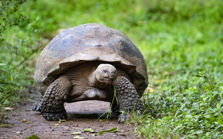 Une tortue géante (Chelonoidis nigra) dans les herbes. 