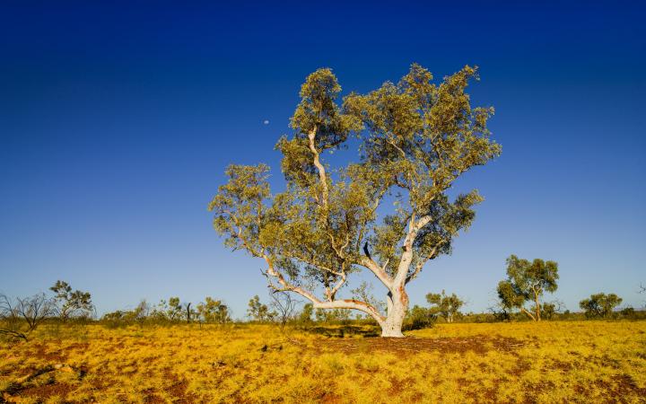 Les eucalyptus sont tués par la sécheresse près du lac Eucumbene en Nouvelle-Galles du Sud en Australie