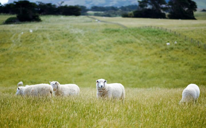 Des moutons dans un champ en Nouvelle-Zélande