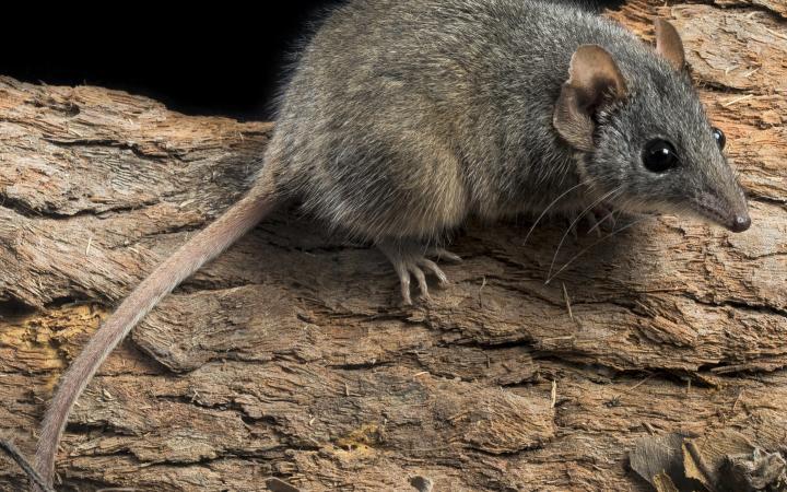 Un marsupial à tête argentée sur un tronc d'arbre