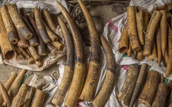 Stock d'ivoire confisqué en 2017