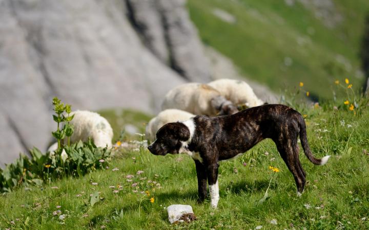 Un patou au milieu de son troupeau est en alerte dans un alpage en Haute-Savoie (France)