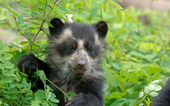 L'ours à lunettes (Tremarctos ornatus) en Amérique du sud 