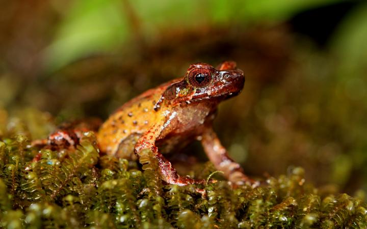 Megophrys frigida, Mount Ky quan San horned frog