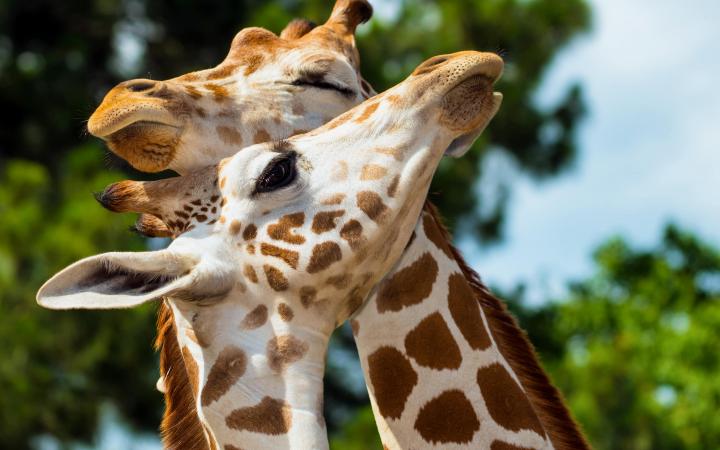 Giraffa camelopardalis rothschildi