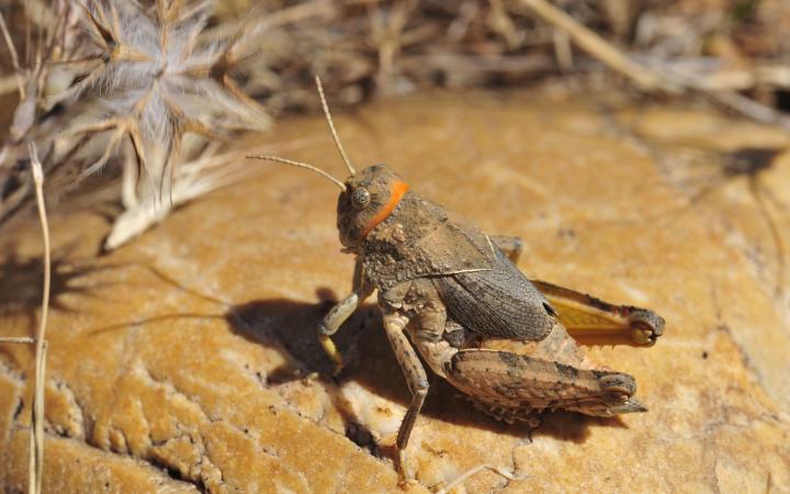 Priontropis rhodanica