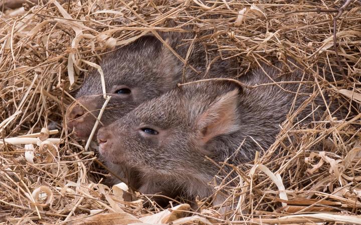 Bettongia penicillata