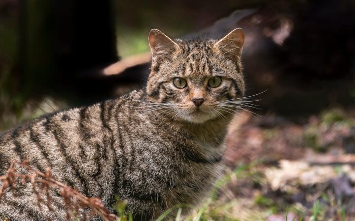 Felis silvestris 