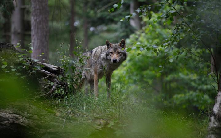 Le loup, ni ange ni démon