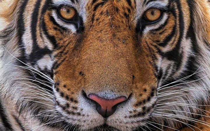 Panthera tigris