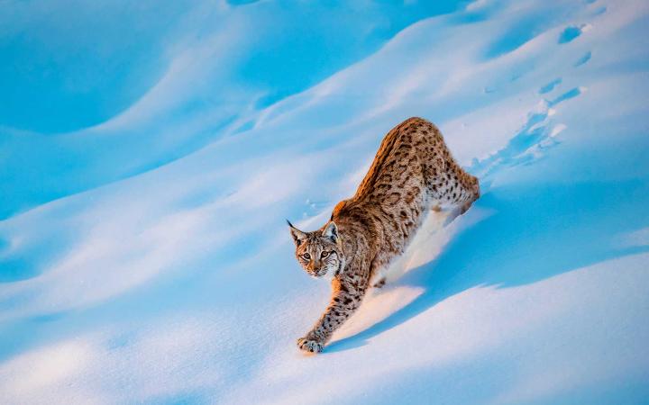 Lynx Lynx