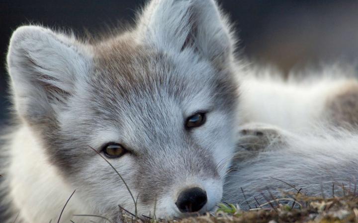 Heureux événement chez le renard d’Arctique