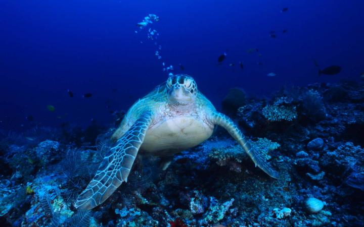 Tortue marine dans les fonds marins
