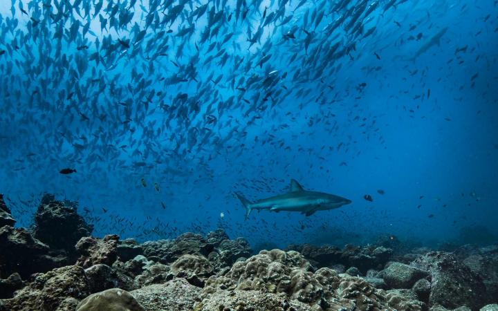 L’horizon s’éclaircit pour pour les requins et les raies