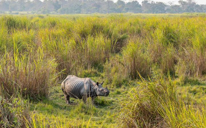 Rhinocéros à une corne en Inde