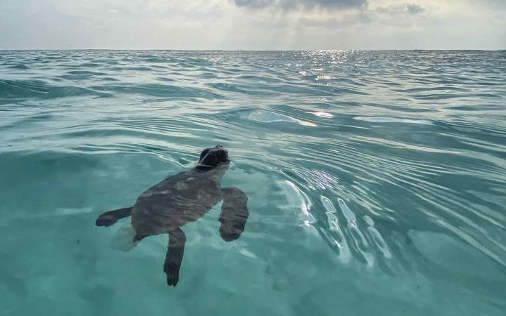 Bébé tortue marine en Nouvelle-Calédonie