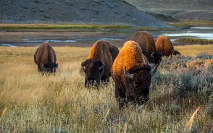 Bisons aux États-Unis