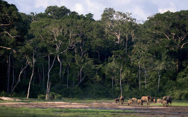 Eléphants devant Forêts 
