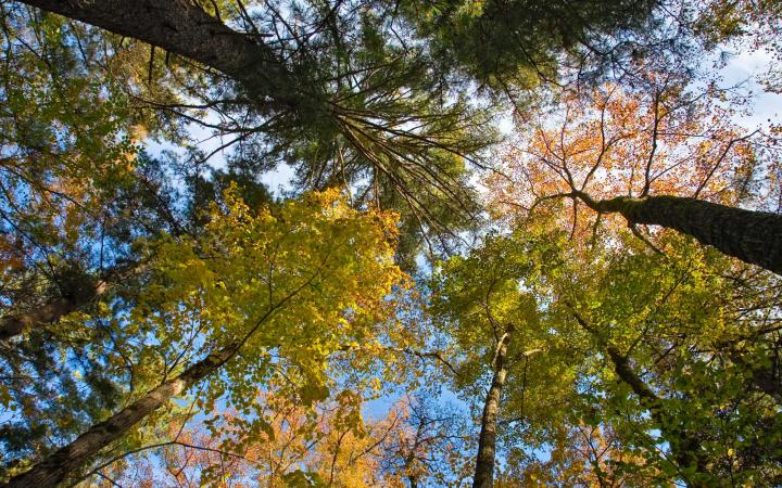 Forêt couleurs vives