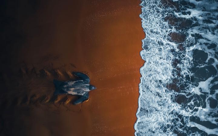 Une tortue luth gagnant la mer, sur une plage de Guyane