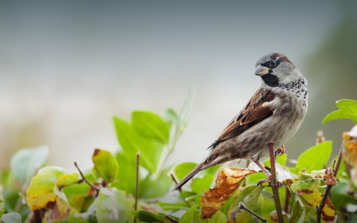 Les haies abritent de nombreuses espèces d'oiseaux