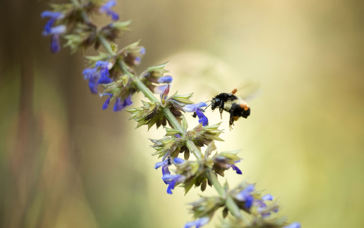 Abeille mexcaine bumble (Bombus ephippiatus) en train de butiner, El Rosario Monarch Butterfly Preserve, Mexique