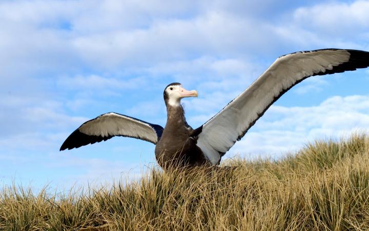 Albatros hurleur (Diomedea exulans) sur le point de s'envoler, Antarctique