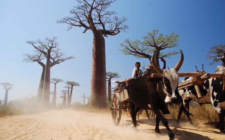 Allée des baobabs, Morondava (Madagascar)