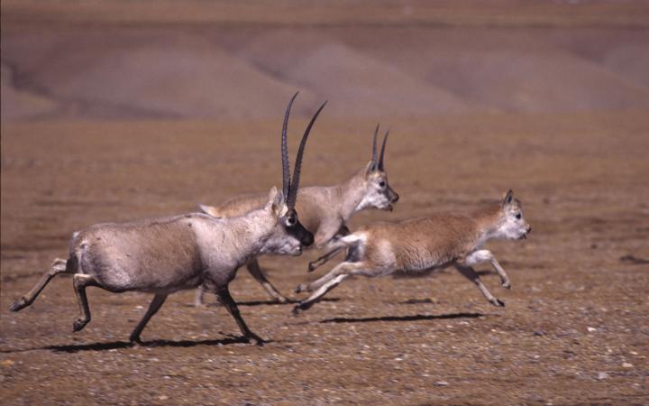 Période du rut: Antilopes 2 mâles pourchassant une femelle, China, Tibet, Altitude 5450m