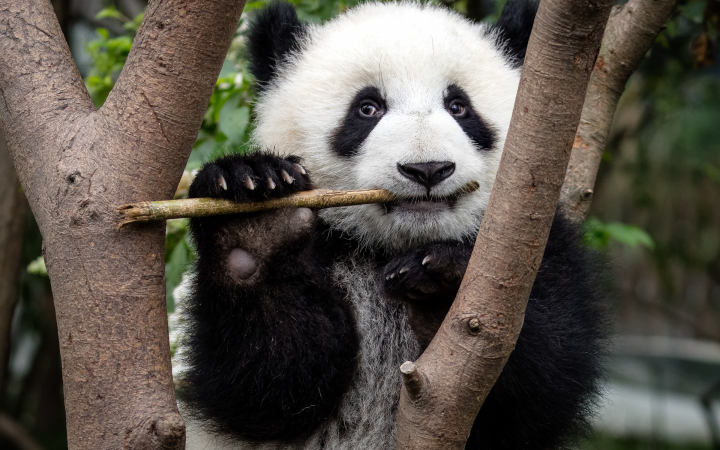 Jeune bébé panda en train de rogner un bout de bambou