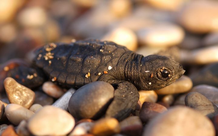 Bébé tortue caouanne