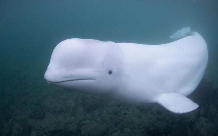 Béluga (Delphinapterus leucas), Norvège