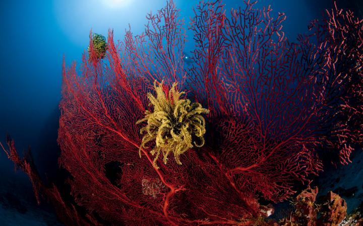 Corail corné (Gorgonacea) et crinoïde (Crinoidea) au large de la Nouvelle-Bretagne (Papouasie-Nouvelle-Guinée)