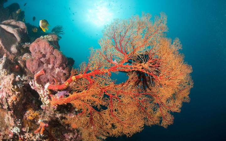 Corail Gorgonian (Paramuricea placomus) dans le récif de Tubbataha, Palawan, Philippines