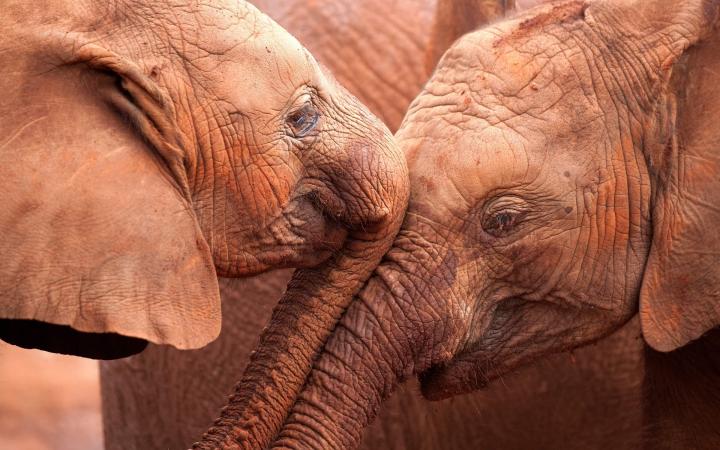 Deux éléphanteaux d'Afrique