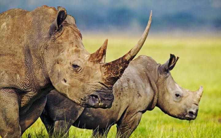 Deux rhinocéros blancs dans le parc national du Kenya