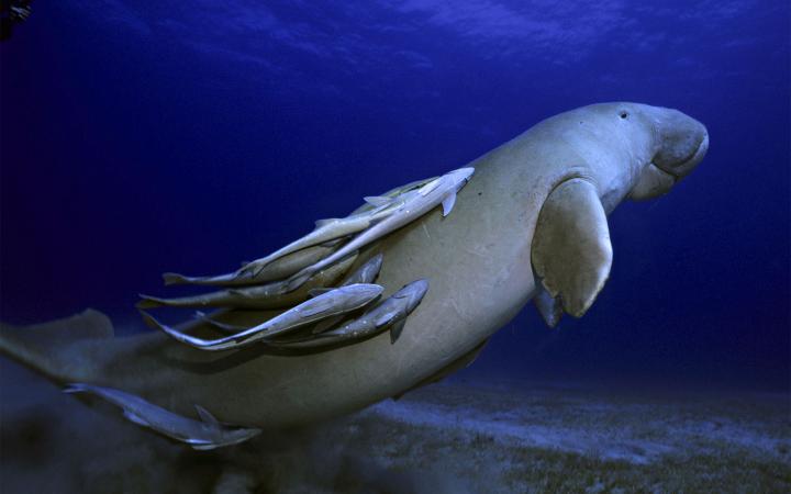 Dugong avec rémoras remontant à la surface Mer Rouge