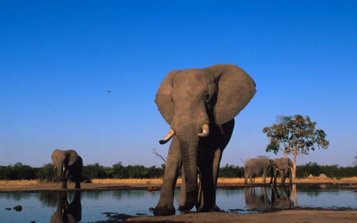 Éléphant d'Afrique (Loxodonta africana) s'abreuvant dans la savane africaine