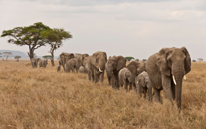 Eléphants qui se suivent dans la savane d'Afrique