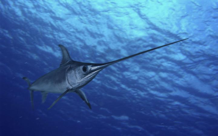 Espadon (Xiphias gladius), Açores, Portugal.