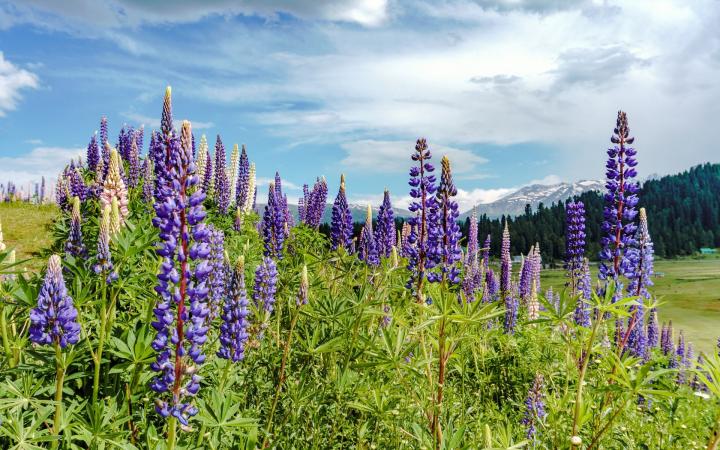 Fleurs dans la région du Cachemire, proche de l'Himalaya (Inde)