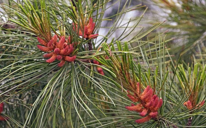 Fleurs de pin de Corée (Pinus koraiensis)