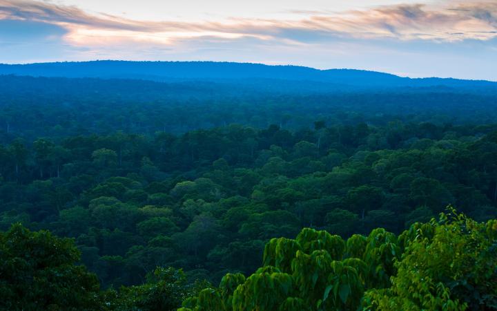 Forêt dans le bassin du Congo